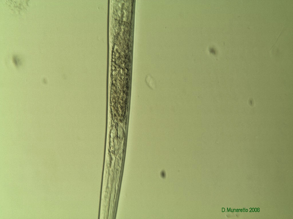 NEMATODE...